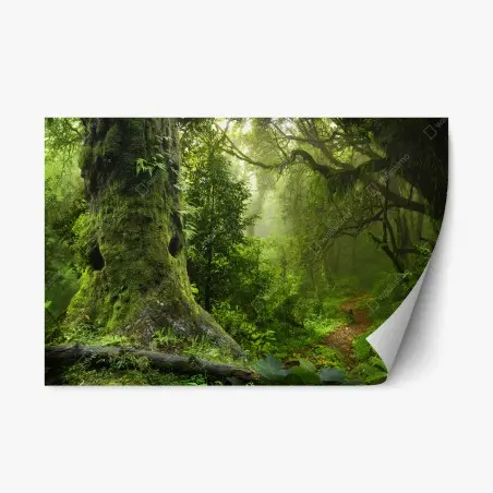 Adesivo riposizionabile foresta incantata: sentiero tra alberi secolari • Wallissimo®