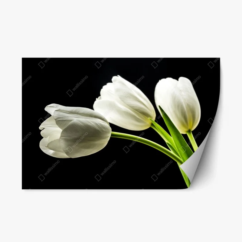 Adesivo riposizionabile composizione di tulipani bianchi su sfondo nero