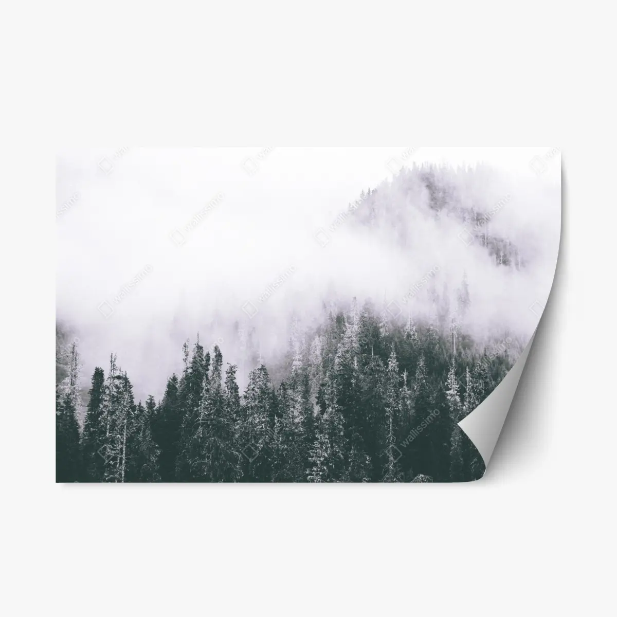 Adesivo riposizionabile bosco avvolto nella nebbia • Wallissimo®