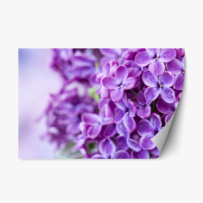 Adesivo riposizionabile lillà viola in primo piano