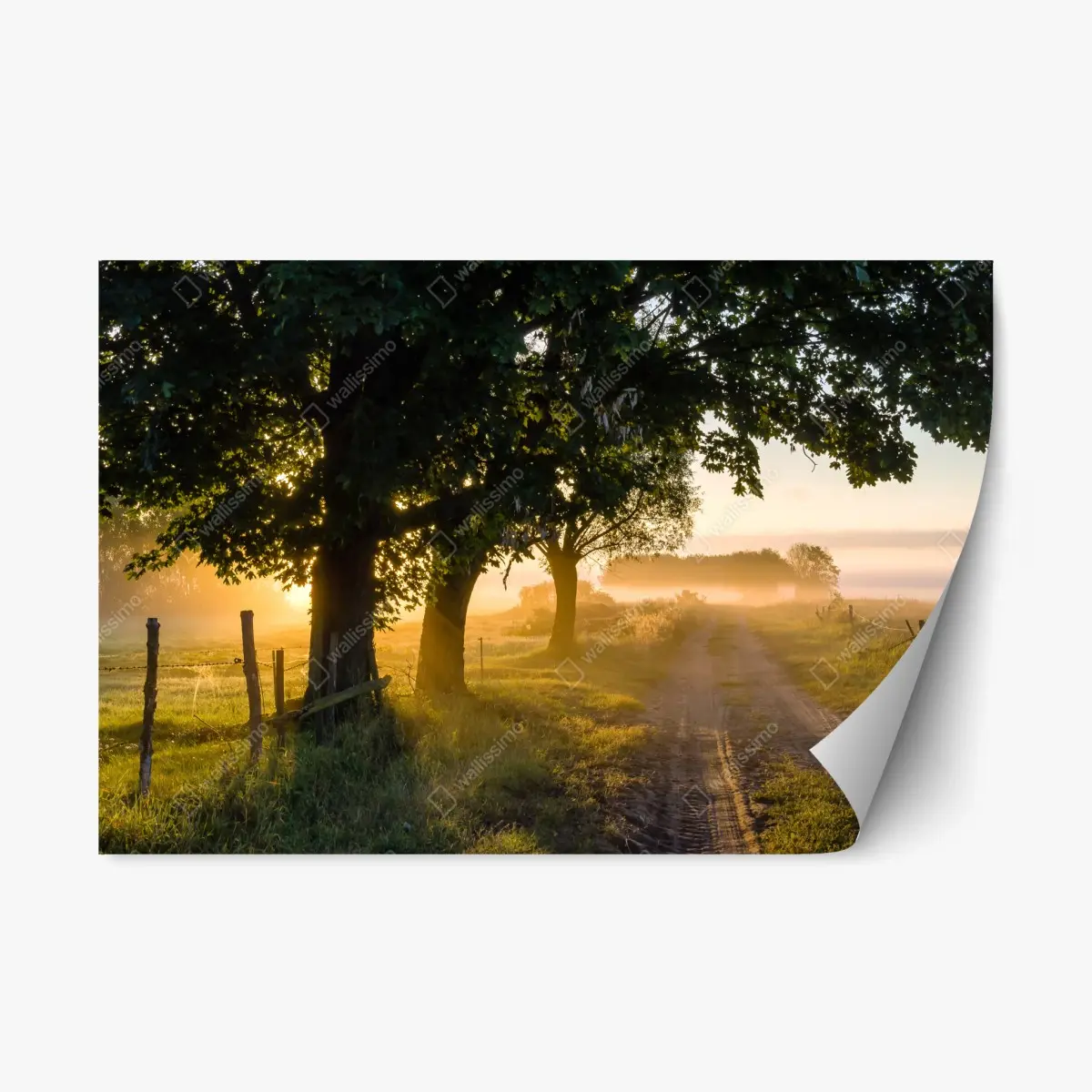 Adesivo riposizionabile alba dorata sul sentiero di campagna • Wallissimo®
