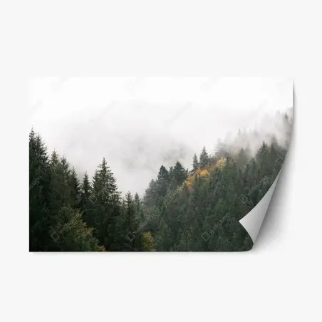 Adesivo riposizionabile nebbia tra gli abeti • Wallissimo®