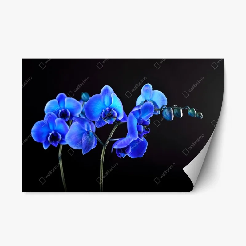 Adesivo riposizionabile eleganza di orchidea blu su sfondo nero
