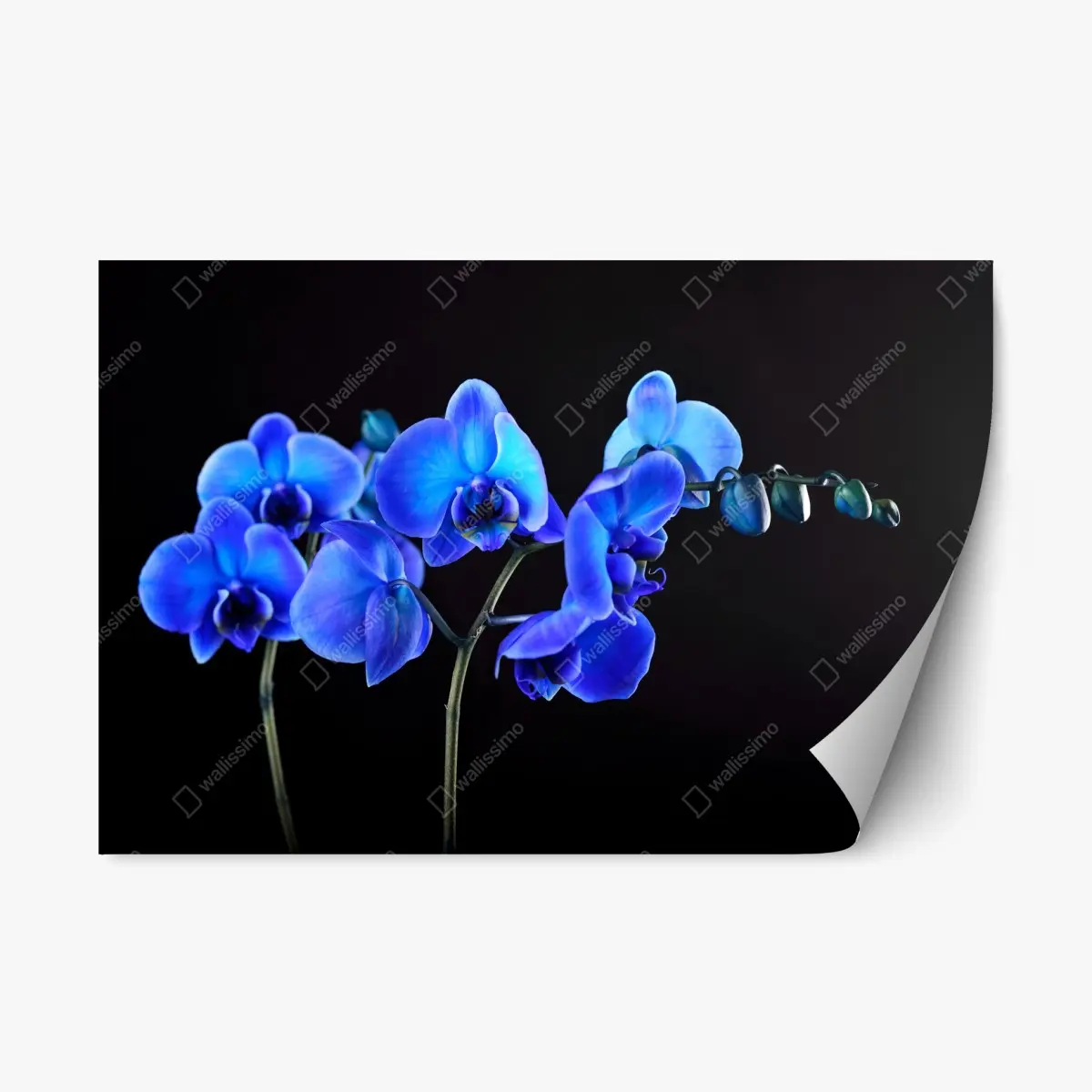 Adesivo riposizionabile eleganza di orchidea blu su sfondo nero • Wallissimo®