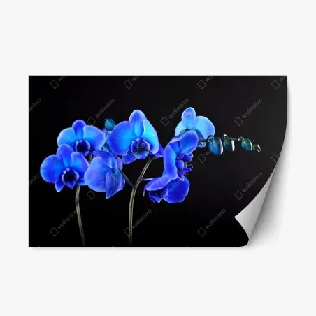 Adesivo riposizionabile eleganza di orchidea blu su sfondo nero • Wallissimo®