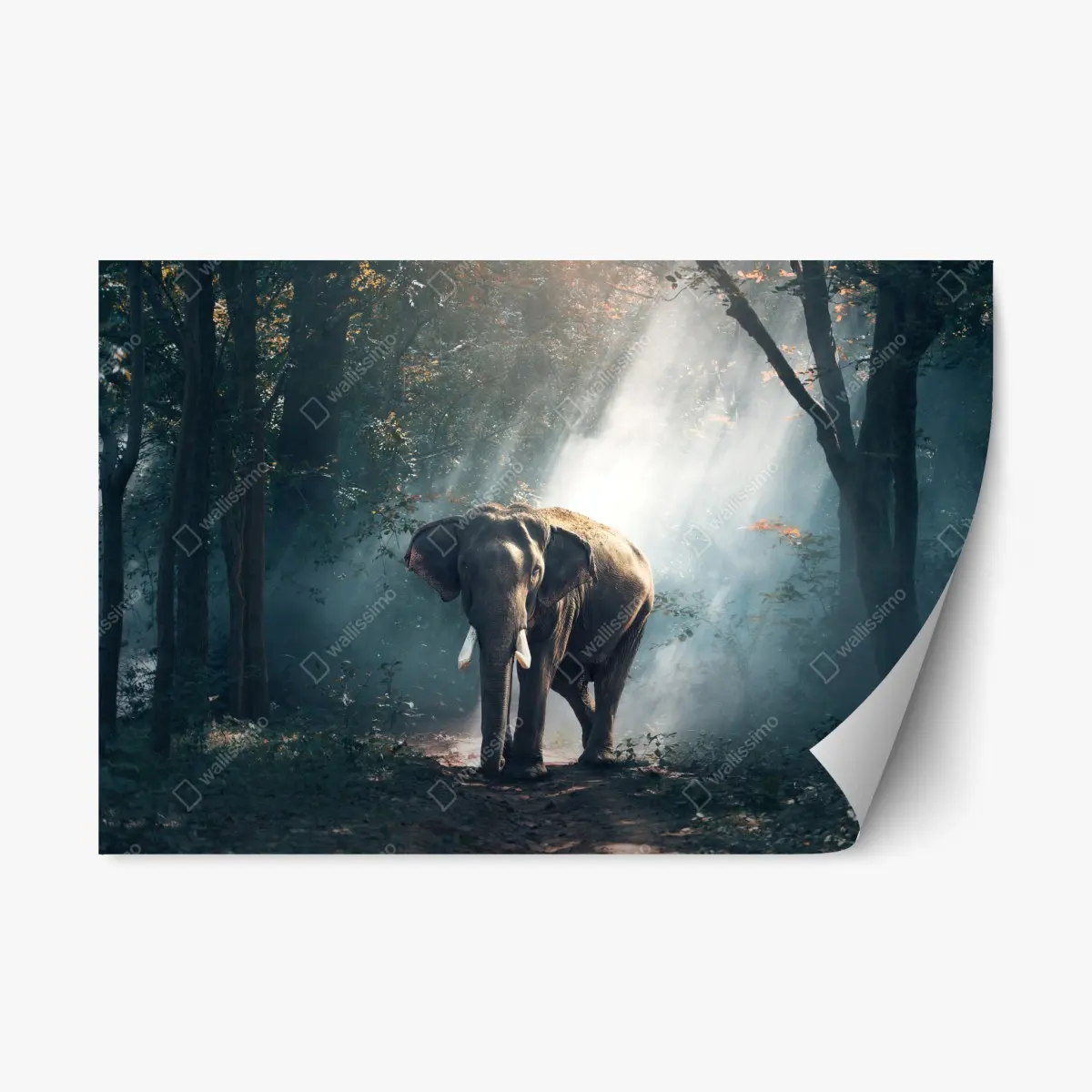 Adesivo riposizionabile elefante maestoso nella foresta illuminata • Wallissimo®
