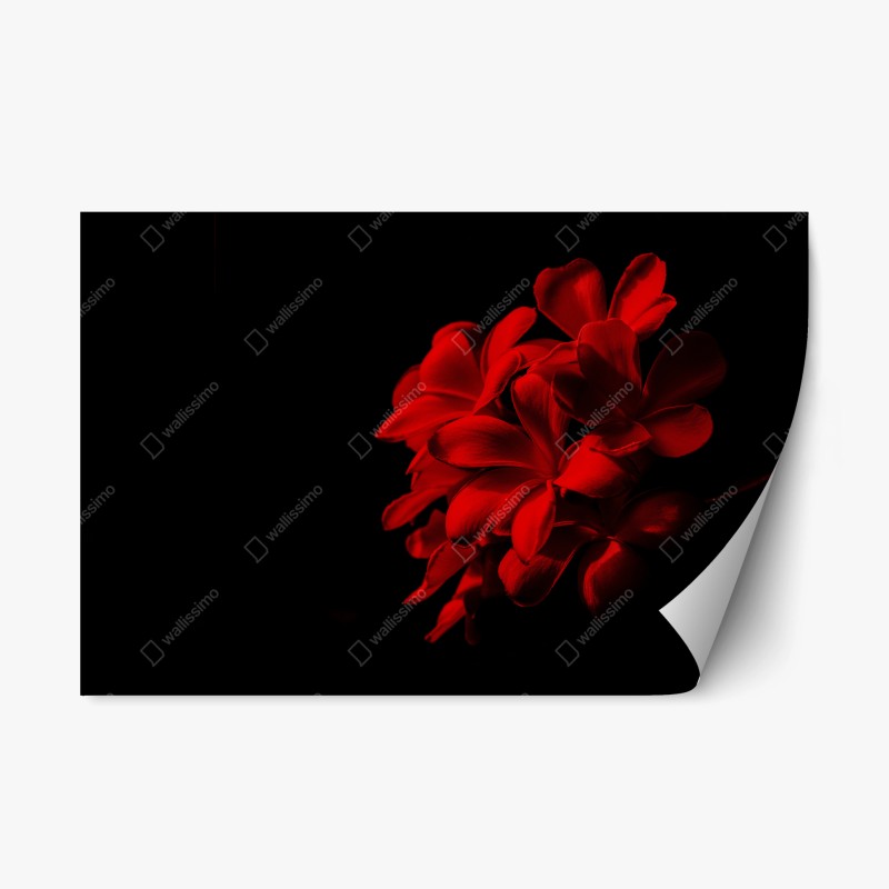 Adesivo riposizionabile plumeria rossa su sfondo nero, eleganza minimalista
