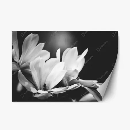 Adesivo riposizionabile magnolia in bianco e nero elegante e minimalista • Wallissimo®