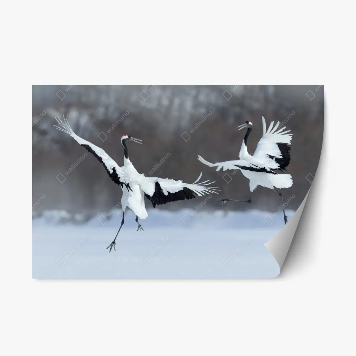 Adesivo riposizionabile danza delle gru di Hokkaido nella neve • Wallissimo®