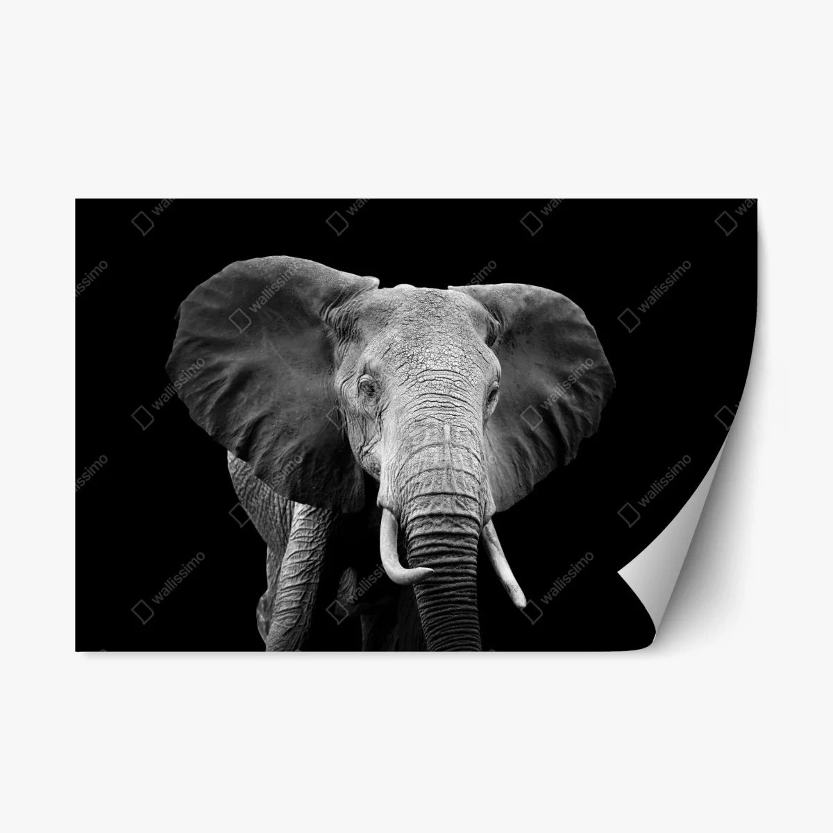 Adesivo riposizionabile maestoso elefante su sfondo nero • Wallissimo® Adesivo riposizionabile maestoso elefante su sfondo nero • Wallissimo®