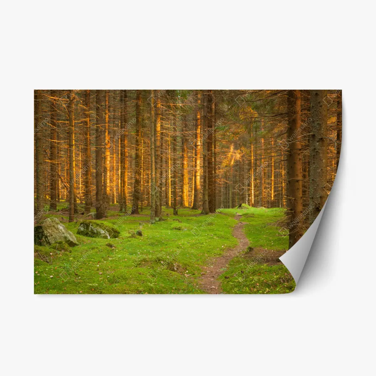 Adesivo riposizionabile sentiero nella foresta dorata • Wallissimo®