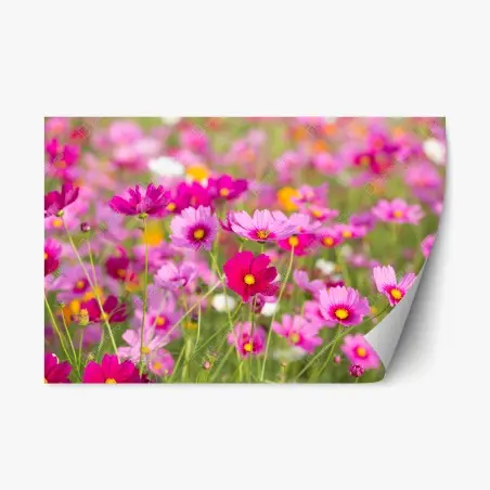 Adesivo riposizionabile campo di cosmee rosa • Wallissimo®