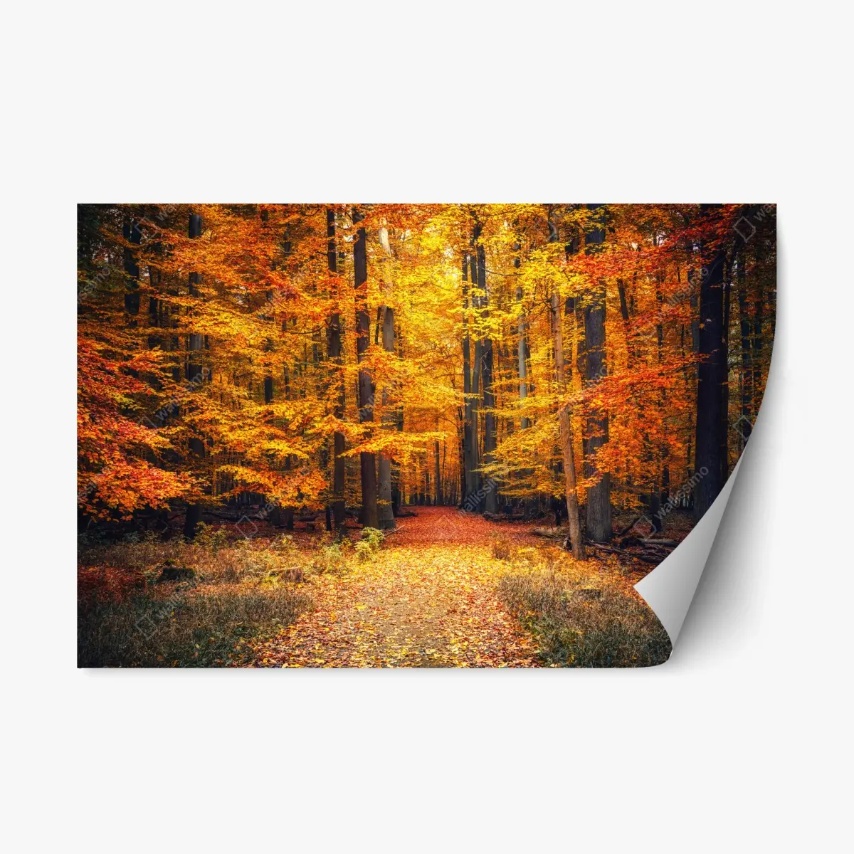 Adesivo riposizionabile sentiero nel bosco autunnale dorato • Wallissimo®