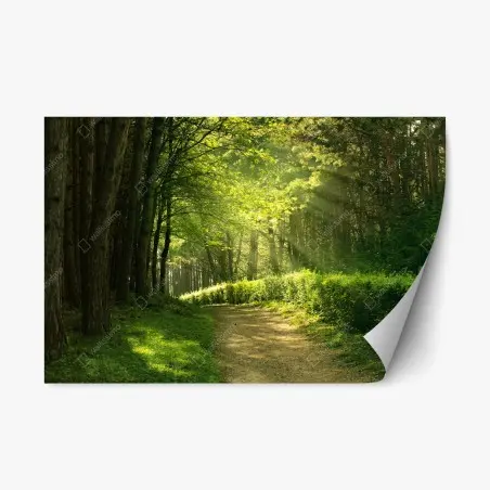 Adesivo riposizionabile sentiero illuminato nella foresta estiva • Wallissimo®