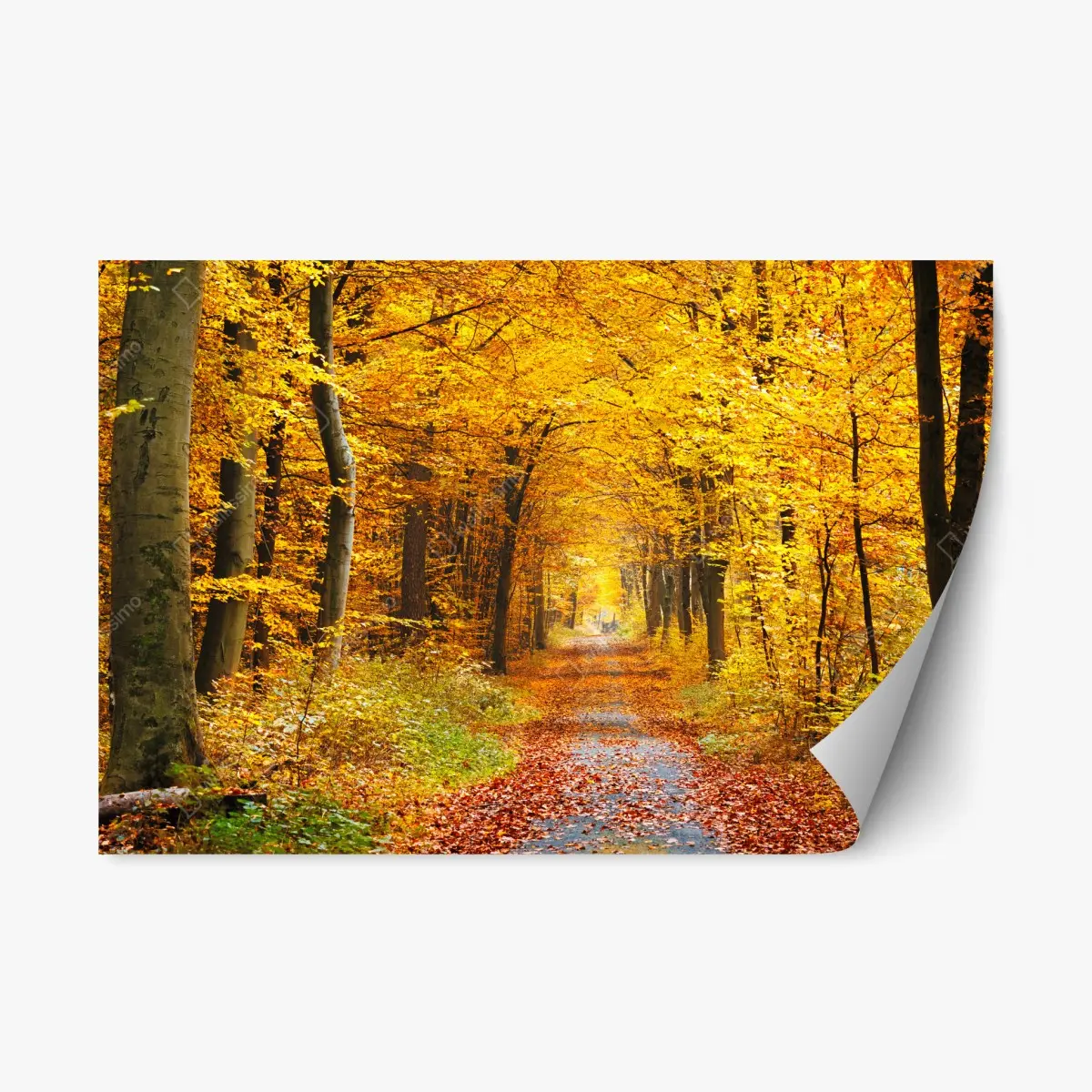 Adesivo riposizionabile sentiero autunnale tra gli alberi dorati • Wallissimo®