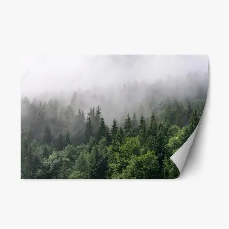 Adesivo riposizionabile sussurro di nebbia nella foresta • Wallissimo®