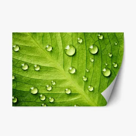 Adesivo riposizionabile foglia verde con gocce d'acqua • Wallissimo®
