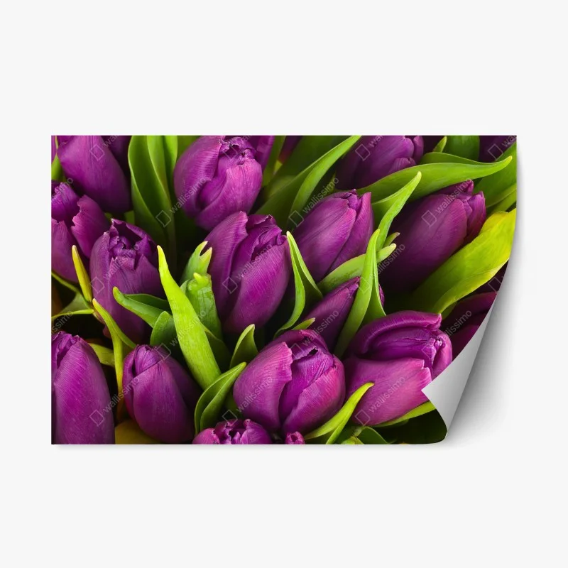 Adesivo riposizionabile bouquet di tulipani viola in primo piano • Wallissimo® Adesivo riposizionabile bouquet di tulipani viola in primo piano • Wallissimo®