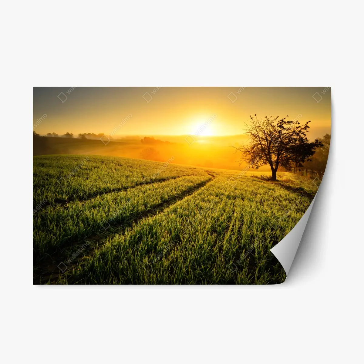 Adesivo riposizionabile alba dorata sulle colline • Wallissimo®