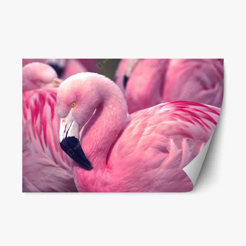 Adesivo riposizionabile fenicottero rosa in primo piano