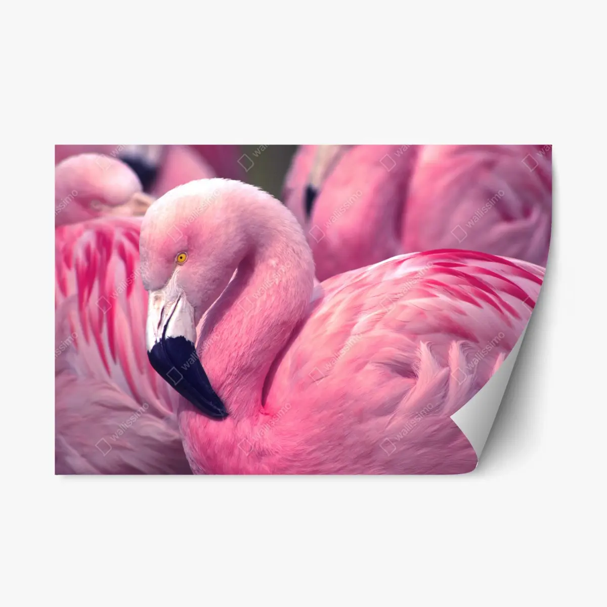 Adesivo riposizionabile fenicottero rosa in primo piano • Wallissimo®