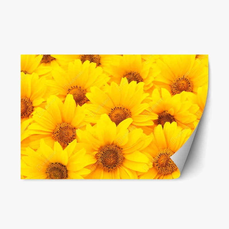 Adesivo riposizionabile esplosione di girasoli luminosi • Wallissimo® Adesivo riposizionabile esplosione di girasoli luminosi • Wallissimo®