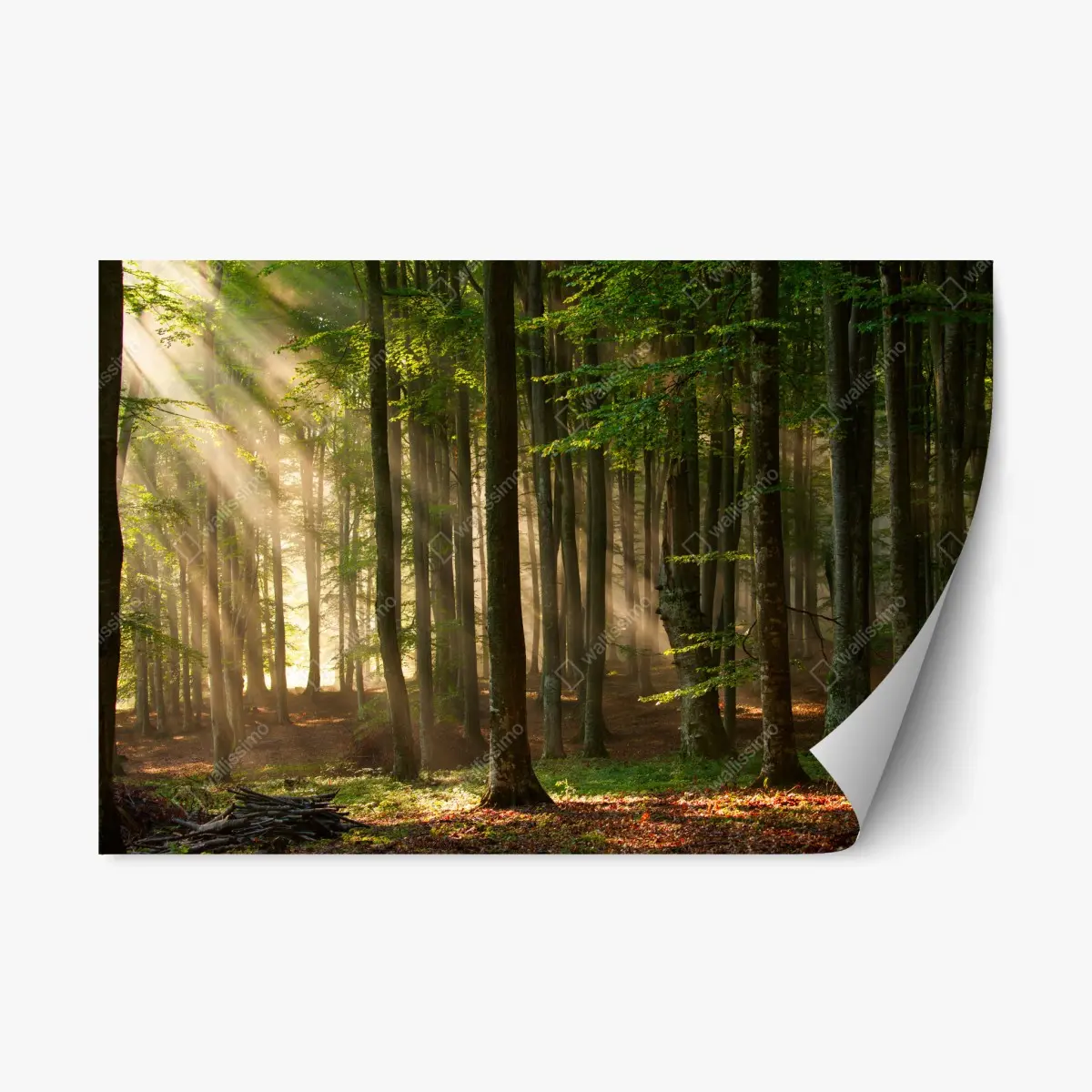 Adesivo riposizionabile foresta al mattino con raggi di luce • Wallissimo®