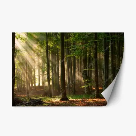 Adesivo riposizionabile foresta al mattino con raggi di luce • Wallissimo®