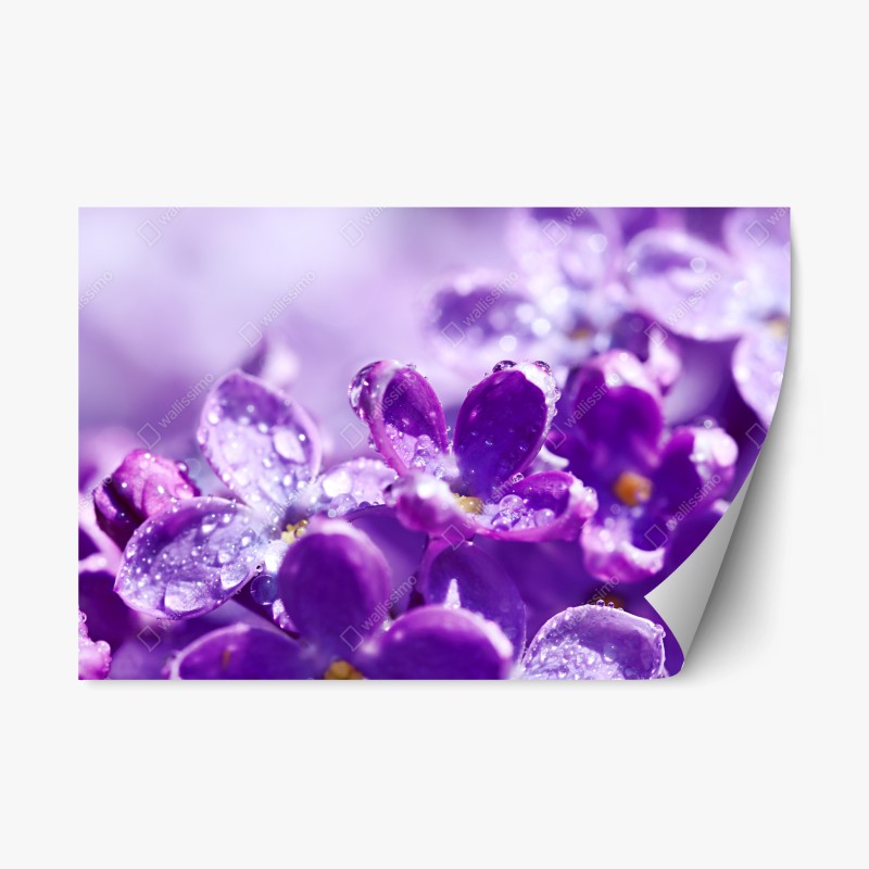 Adesivo riposizionabile fiori di lillà in rugiada