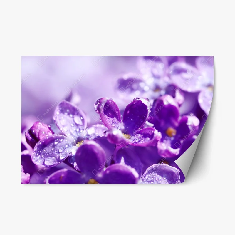 Adesivo riposizionabile fiori di lillà in rugiada