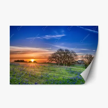 Adesivo riposizionabile alba in Texas tra i bluebonnet • Wallissimo®