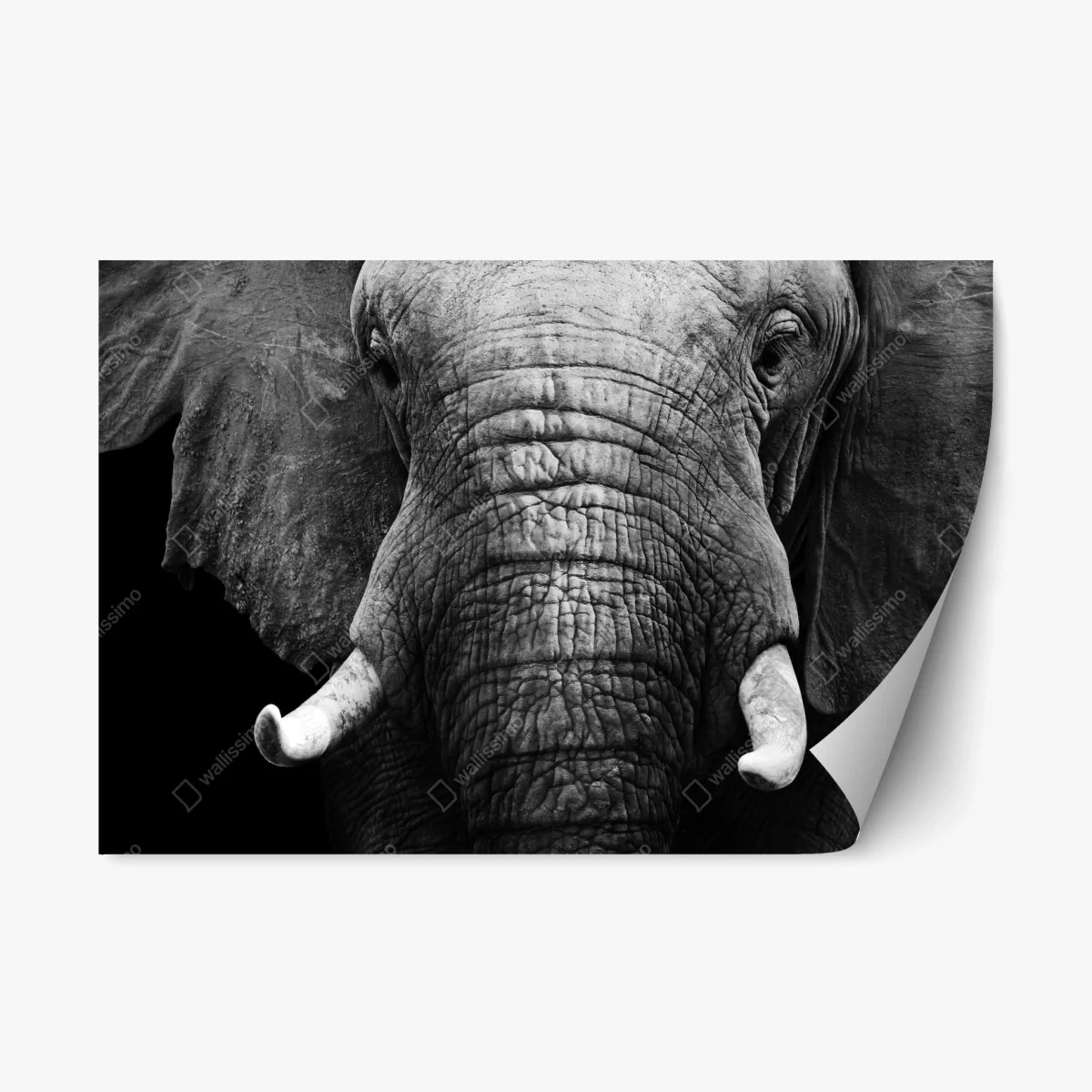 Adesivo riposizionabile sguardo maestoso dell'elefante in primo piano • Wallissimo® Adesivo riposizionabile sguardo maestoso dell'elefante in primo piano • Wallissimo®