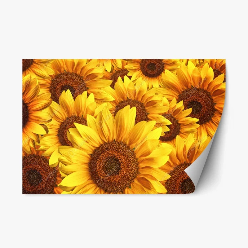 Adesivo riposizionabile esplosione di girasoli dorati