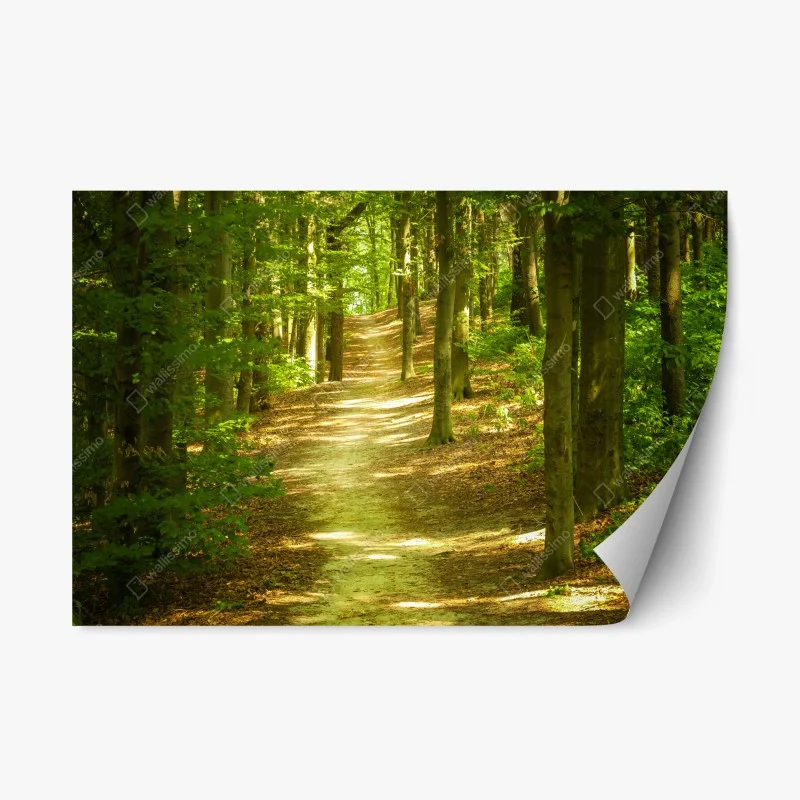 Adesivo riposizionabile sentiero tra gli alberi verdi