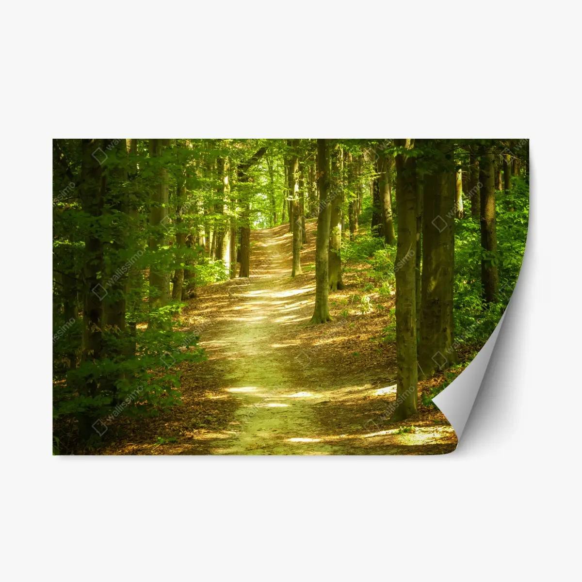 Adesivo riposizionabile sentiero tra gli alberi verdi • Wallissimo®