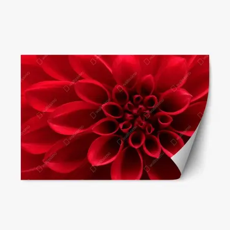 Adesivo riposizionabile dalia rossa in primo piano • Wallissimo®