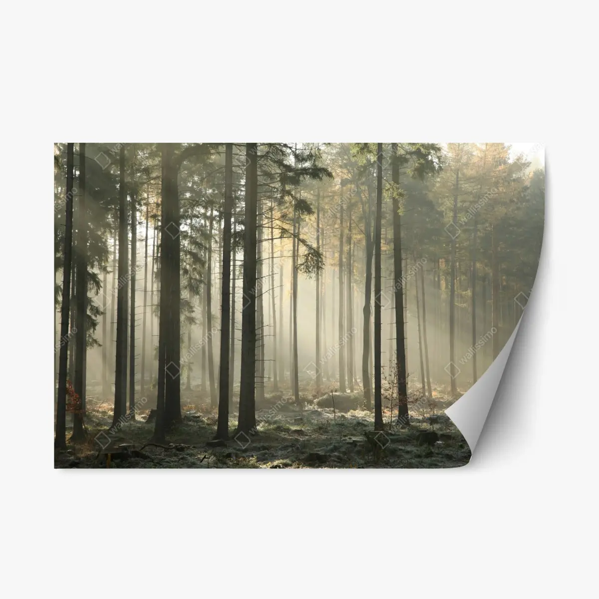Adesivo riposizionabile foresta nebbiosa al mattino • Wallissimo®