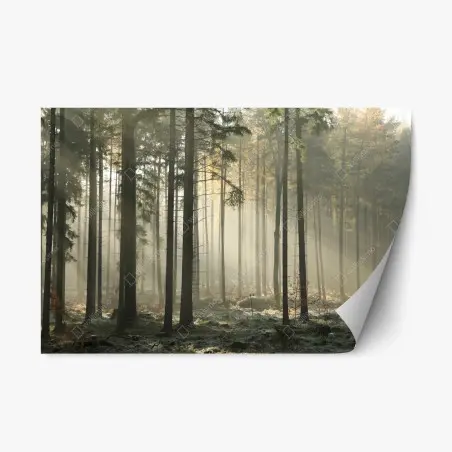 Adesivo riposizionabile foresta nebbiosa al mattino • Wallissimo®