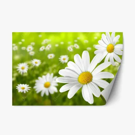 Adesivo riposizionabile margherite in primo piano su sfondo verde • Wallissimo®