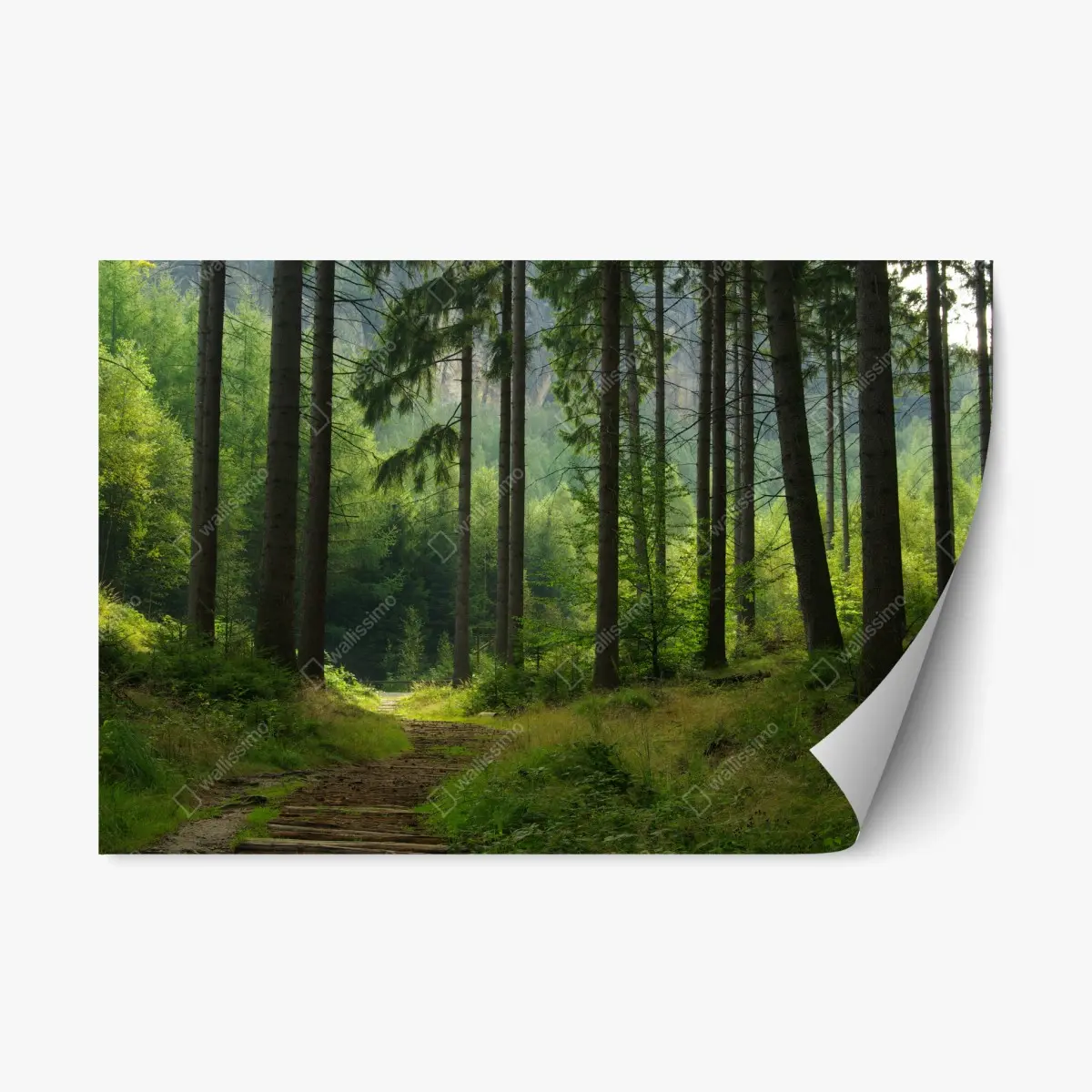 Adesivo riposizionabile sentiero nella foresta verde • Wallissimo®