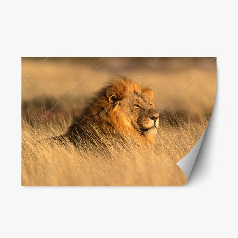 Adesivo riposizionabile maestoso leone nella savana dorata