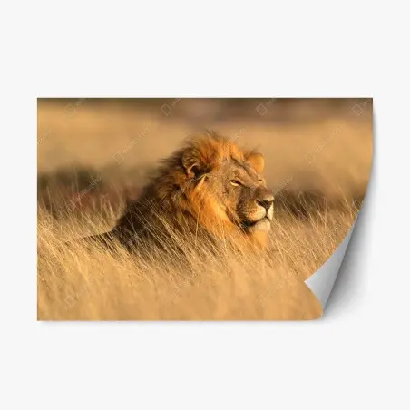 Adesivo riposizionabile maestoso leone nella savana dorata • Wallissimo®