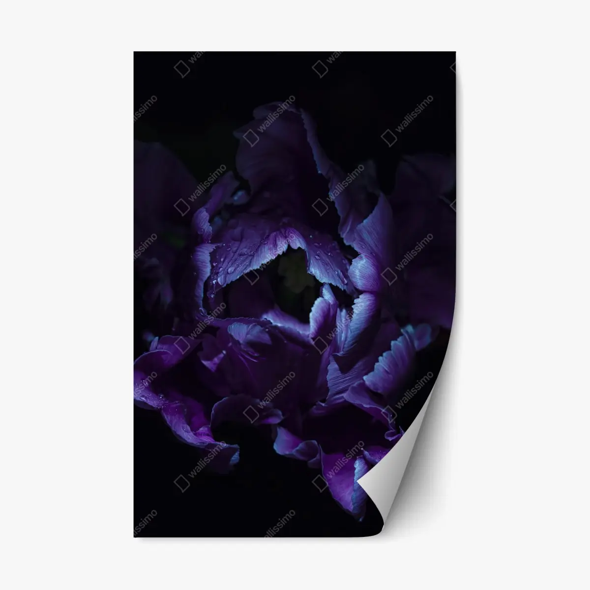 Adesivo riposizionabile tulipano viola in luce ultravioletta • Wallissimo®