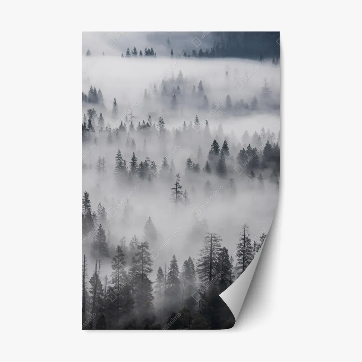 Adesivo riposizionabile foresta avvolta nella nebbia • Wallissimo®
