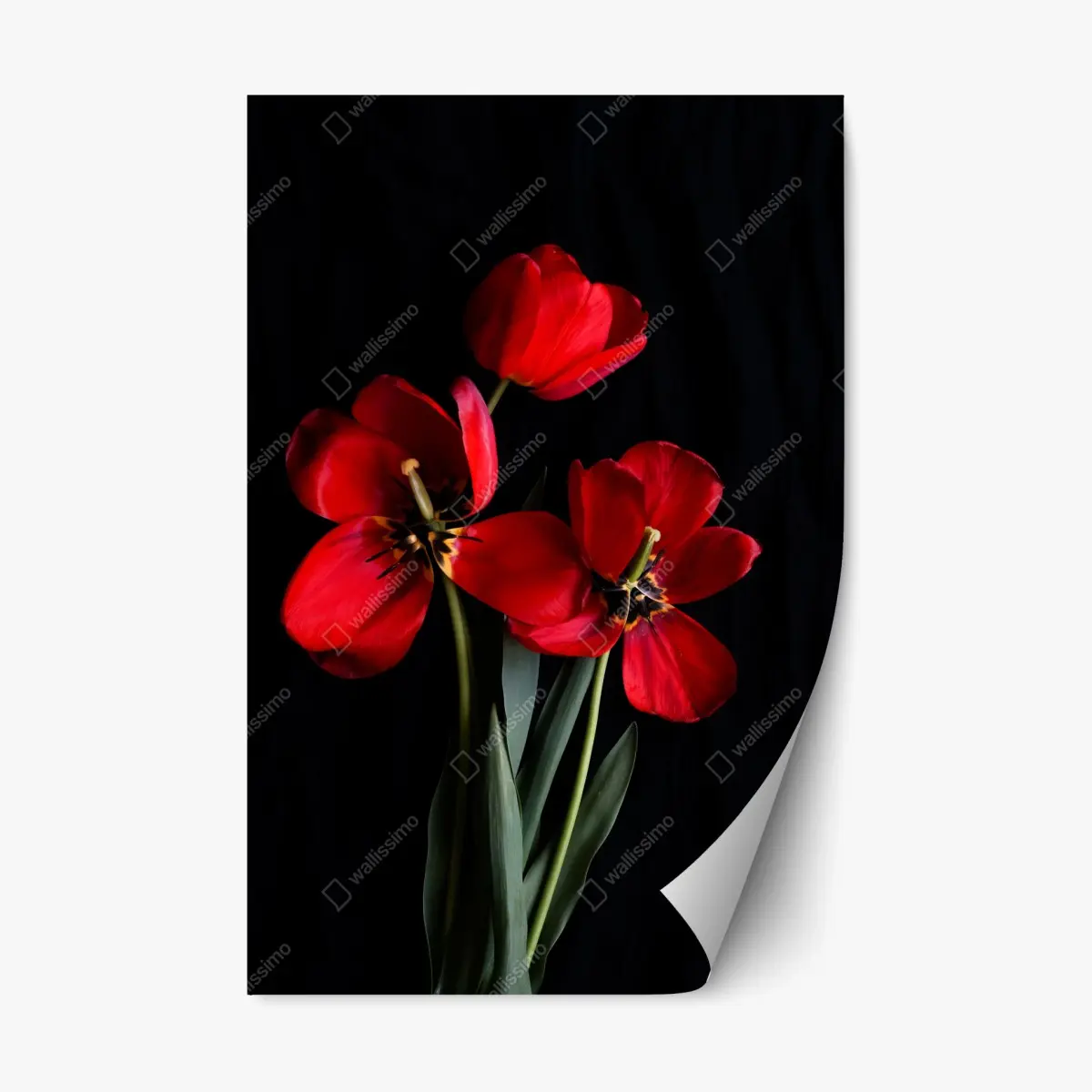 Adesivo riposizionabile tulipani rossi su sfondo nero • Wallissimo®