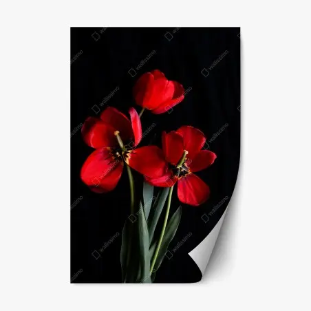 Adesivo riposizionabile tulipani rossi su sfondo nero • Wallissimo®