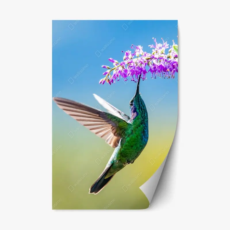 Adesivo riposizionabile colibrì smeraldo in volo tra fiori viola
