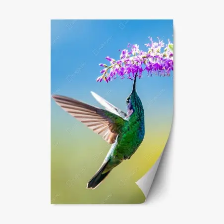 Adesivo riposizionabile colibrì smeraldo in volo tra fiori viola • Wallissimo®