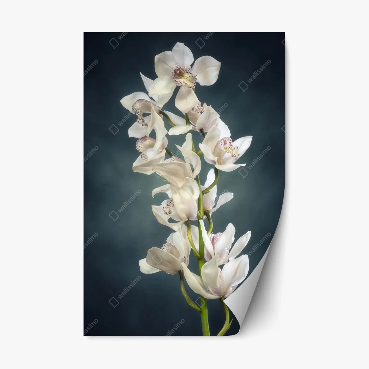 Adesivo riposizionabile ramo di orchidee bianche su sfondo scuro • Wallissimo®