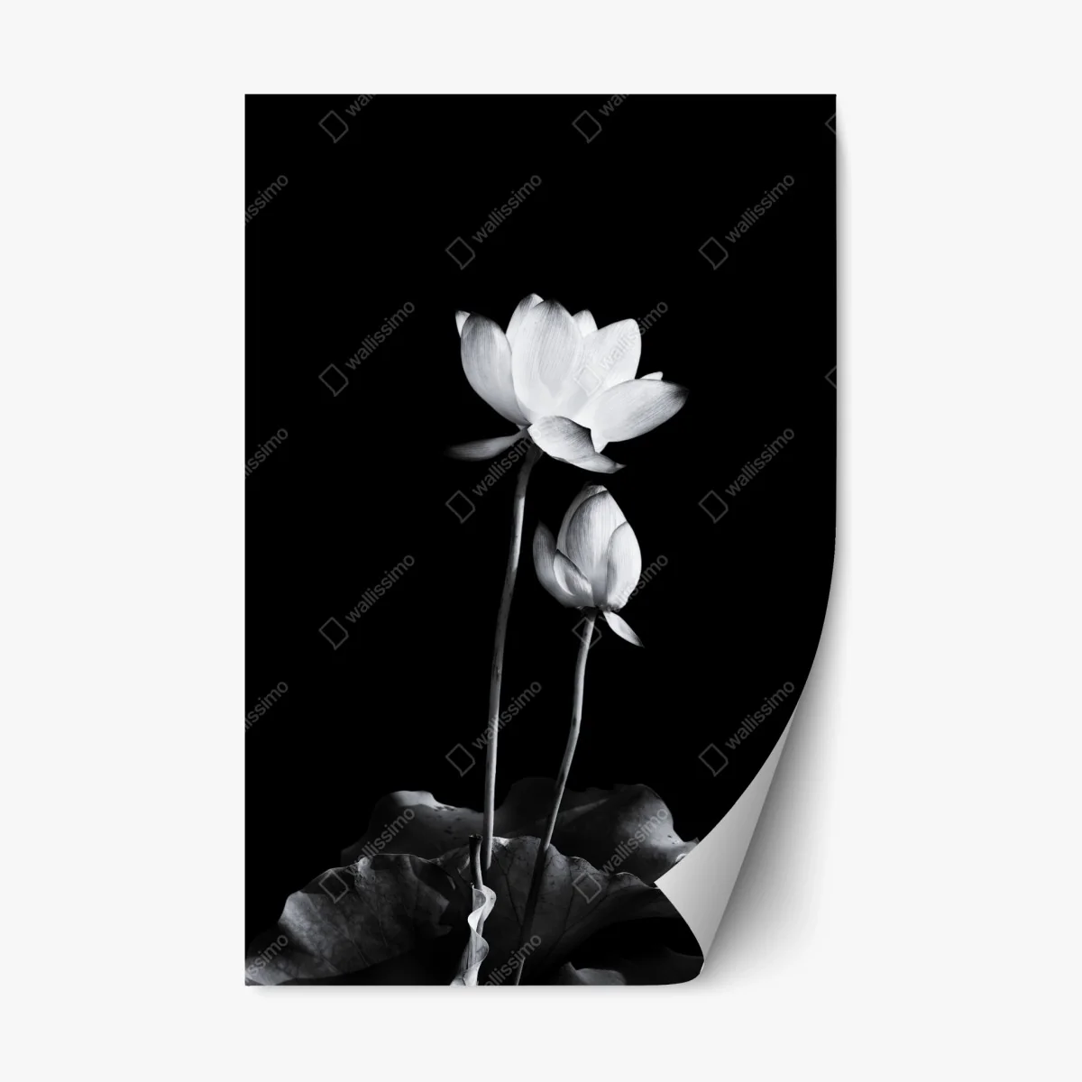 Adesivo riposizionabile fiore di loto minimalista in bianco e nero • Wallissimo® Adesivo riposizionabile fiore di loto minimalista in bianco e nero • Wallissimo®